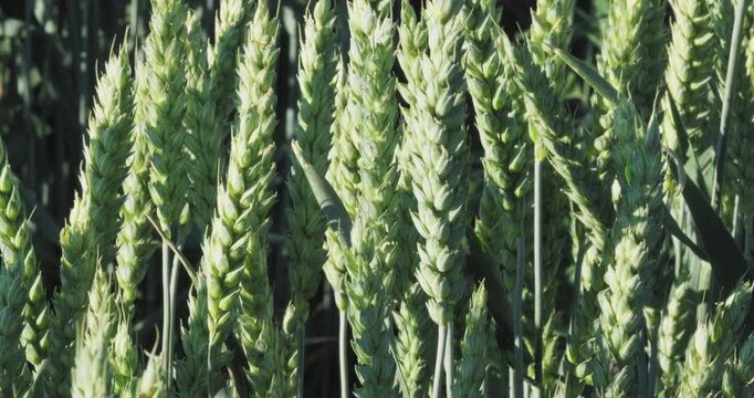 Ripening green wheat stalks in warm sunlight, organic food ingredients and agronomy business concept close up shot