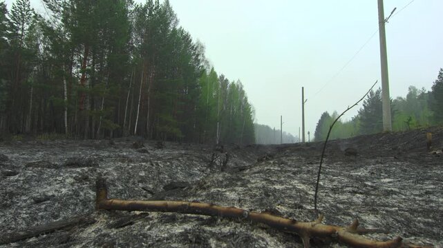 forest clearing with static scene and neutral mood in a forest area, possibly post-clearing, viewed from ground level with trees and logs in a natural setting with green and brown tones.