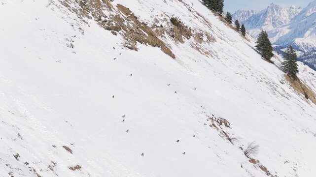 A herd of chamois is seen scattered across a steep, snow-covered mountain slope at Col des Aravis in the French Alps. The scene captures the animals navigating the wintry alpine landscape with