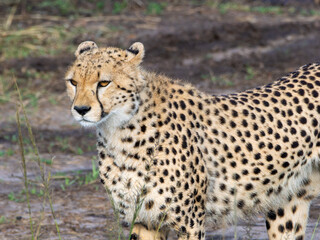 Naklejka premium Cheetah stands alert in muddy, grassy terrain