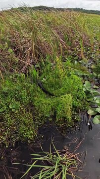 Slinking Away: Vertical 4K View of an Adult American Alligator Slowly Disappearing Into Dense Reeds on a Central Florida Lake