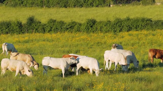 A herd of Charolais cattle grazes on lush green grass and yellow wildflowers in a sunlit pasture near Montbard, Burgundy, France. The peaceful rural landscape features rolling fields with no people