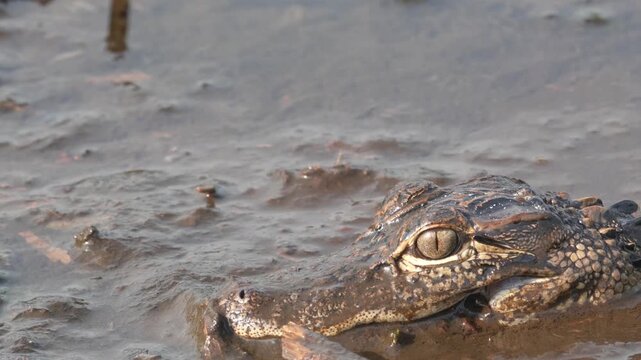Swamp Lurker: 4K Close-Up of a Juvenile American Alligator Resting in Murky, Muddy Water, Florida
