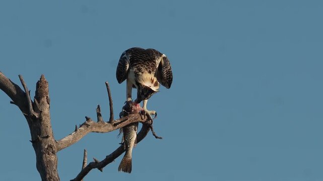Raptor's Feast: 4K Crisp Silhouette of an Osprey Devouring Its Catch on a Weathered Dead Branch