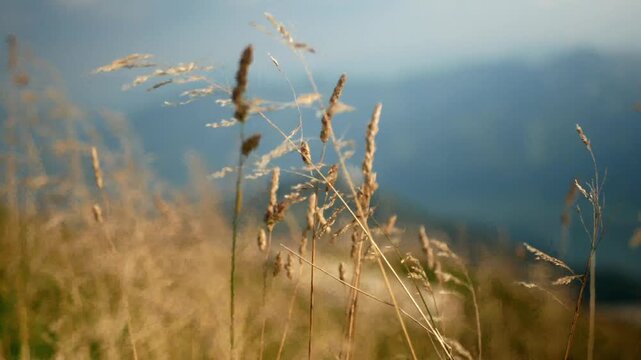 Austria mountain plant yellow blowing in wind on sunny summer day at Salzkammergut region Schafberg peak in 4K Ultra HD footage.
