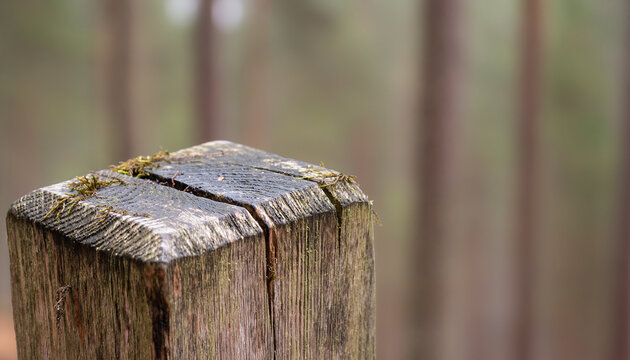 Weathered Conservation Marker in Forest