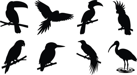 Tropical Bird Silhouette Collection with Toucan Parrot Hornbill and Heron Vector Set © Mst Amina