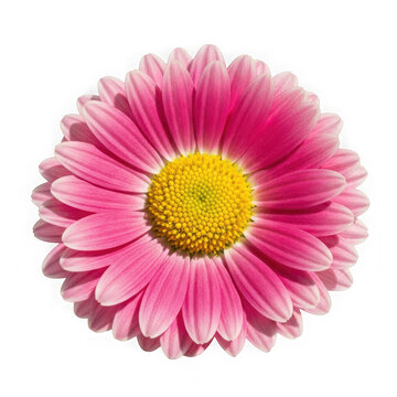 A single pink daisy flower with a yellow center isolated on a transparent background