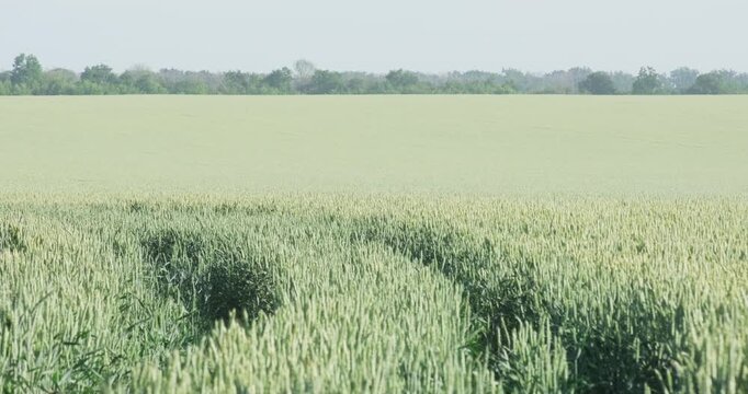 Green wheat field with tractor tracks and tramlines under summer sun, precision farming and agricultural management wide shot