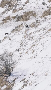 Wild chamois traverse a steep, snow-covered mountainside at Col des Aravis in the French Alps. The video shows several chamois moving across the rugged, partially snow-dusted slope, with patches of