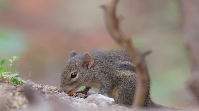 The little squirrel is eating worms on the ground.