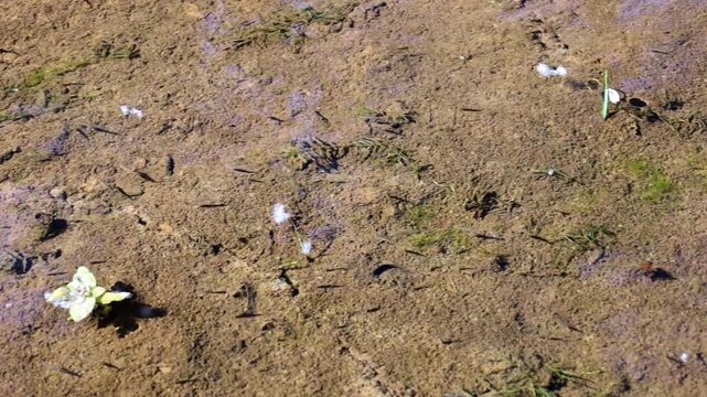 A school of small river fish swims rapidly over the silty bottom of a clean, shallow river. Crystal-clear water provides excellent visibility of underwater life and the natural river biotope on a sunn
