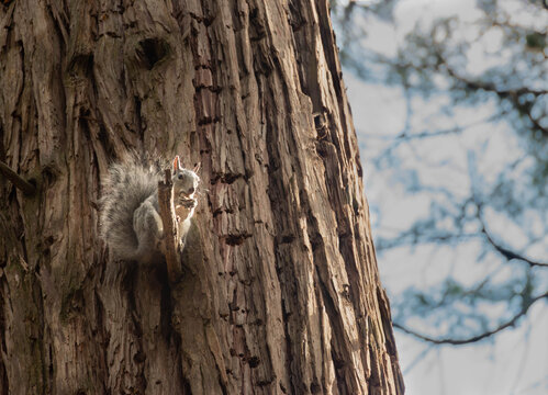 Ardilla en su hogar (Yosemite)