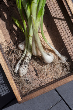Freshly picked spring onions in a wooden crate box. Grow your own concept.