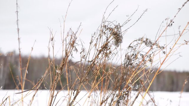 dry grass blowing in the calm, serene open field with snow-covered ground and distant trees, static shot from ground level. winter landscapes nature scenes commercial natural light clean.