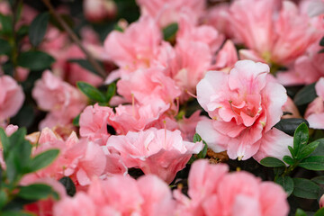 Fototapeta premium pink rhododendrons blooming in spring