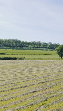 Wide shot of a rural landscape in the Yonne region of France, featuring a freshly mown hay field with neat rows of cut grass. The scene includes expansive green fields, a line of trees in the