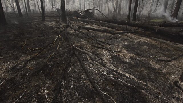 burnt forest scene with desolate and somber mood on ground-level perspective in nature setting with trees and wood materials, static scene with no visible action or movement.