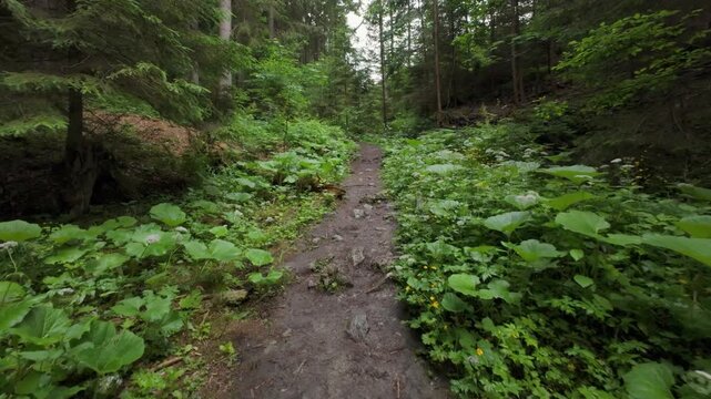 POV walking on a narrow dirt path past large butterbur leaves in a wild dense forest