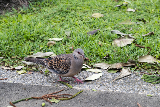 A beautiful Oriental turtle dove (Streptopelia orientalis).