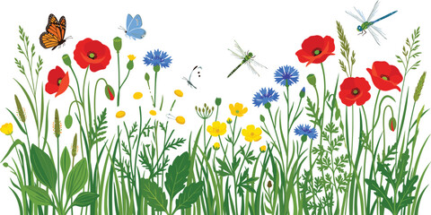 Wildflower meadow banner illustration with red poppies blue cornflowers butterflies and dragonflies on white background for spring greeting cards or textile print © AdhinChandra