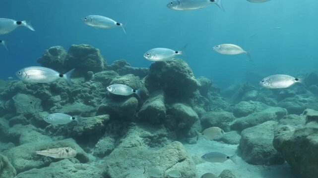 underwater fish scenery from mediterranean  sea breams ocean scenery underwater landscape seabreams  Diplodus sargus