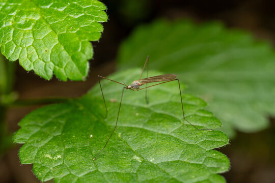 Crane Fly Resting on Green Leaf in Nature Close-Up