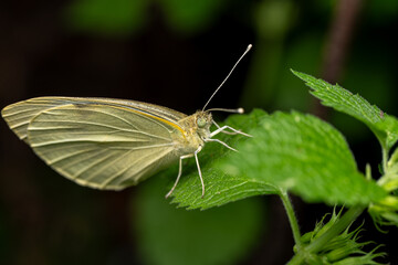 White Butterfly Resting on Green Leaf Close-Up © ThinDepthMacro