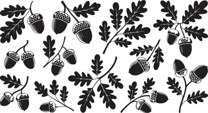 Oak leaves branches acorns hand drawn illustrations set quercus tree elements engraving vintage style 85