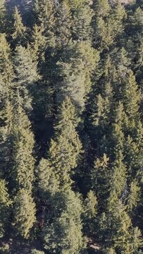 Drone footage showing a dense coniferous forest in the French Alps during winter, with sunlight casting shadows over the evergreen trees. The scene transitions from a full forest canopy to the edge