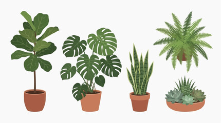 Fototapeta premium Collection of popular houseplants in terracotta pots including fiddle leaf fig monstera snake plant fern and succulents