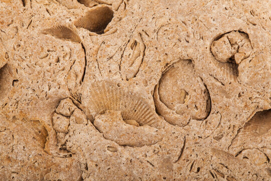 Texture of stone with shell imprints.