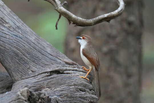 Yellow-eyed Babbler (Chrysomma sinense) bird perches on a stump in the forest.