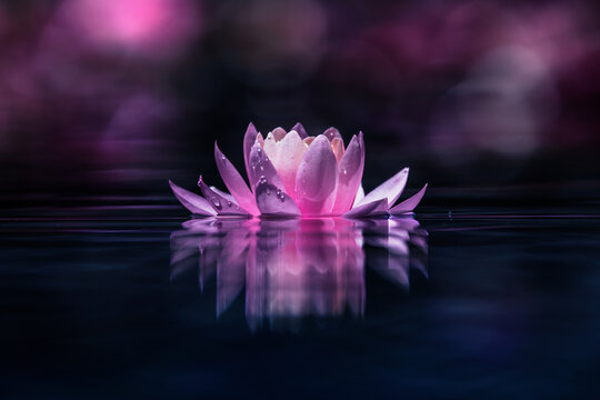 Pink water lily or lotus flower reflected on the water surface of a pond. Purple bokeh background.