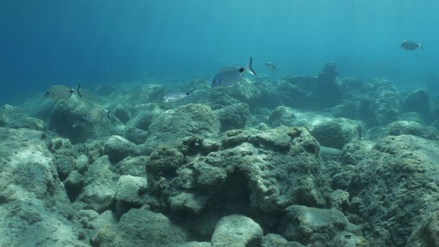 underwater fish scenery from mediterranean  sea breams ocean scenery underwater landscape seabreams  Diplodus sargus