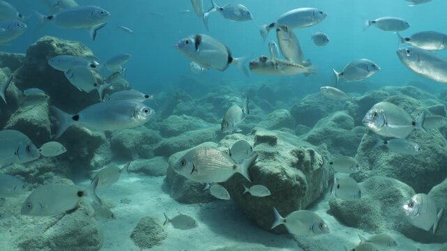 underwater fish scenery from mediterranean  sea breams ocean scenery underwater landscape seabreams  Diplodus sargus