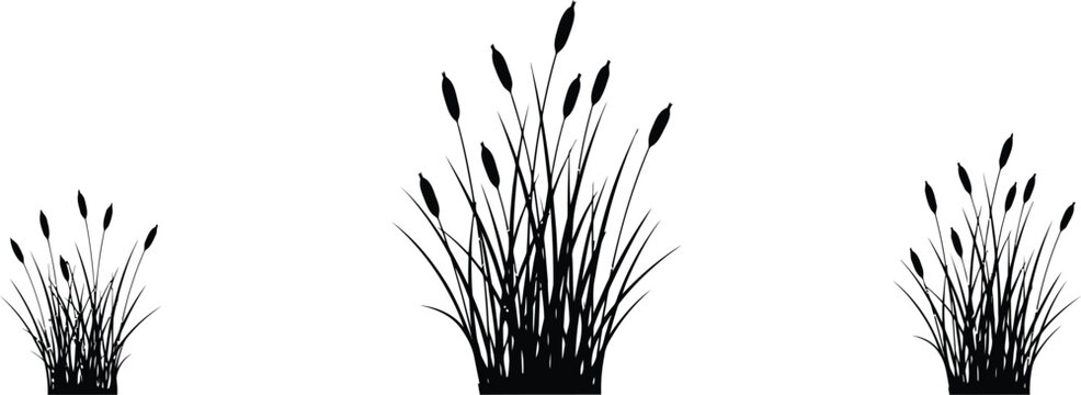 Black and white close-up of tall ornamental grass against sky tall grass sky 