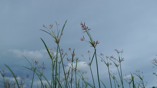 Real speed recording captures Cyperus rotundus or Nut Grass blowing softly in outdoor breeze. Low angle angle perspective maintains clear focus on detailed flower heads and slender leaves.