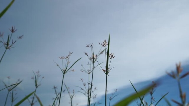 Dynamic real time footage presents Cyperus rotundus or Nut Grass moving smoothly in wind. Low angle camera position brings high technical clarity to the wild meadow vegetation scene.