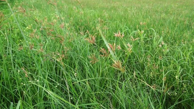 Real time video shows Cyperus rotundus or Nut Grass swaying in field wind. High angle framing highlights vibrant green tones and deep focus clarity across a dense wild meadow backdrop.