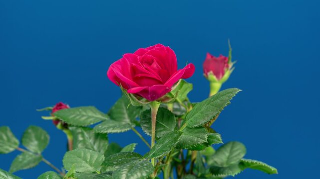 Red Rose Plant Blooming Flower in Time Lapse on a Blue Background. Few Flowers Open Bud and Moving Petals in Timelapse