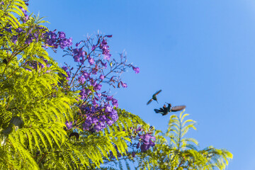 Deux colibris se battent en vol au milieu des fleurs de couleur mauve © Joachim Beauvilain