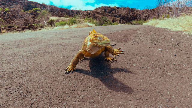 Iguane des Galapagos au milieu de la route goudronn&eacute;e sur l'&icirc;le de Baltra
