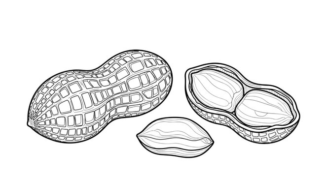 Detailed black and white line art illustration of several peanuts including one in its textured shell and two individual nuts on white.