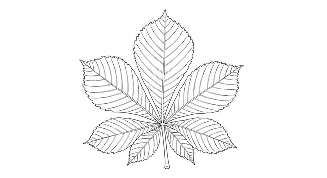 Delicate black and white line art illustration of a five lobed horse chestnut leaf with detailed veins and serrated edges on white background.