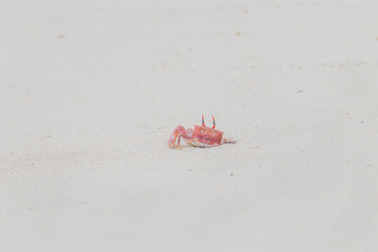 Petit crabe entrant dans un trou de sable sur une plage des Galapagos en Equateur