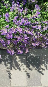 Purple catmint flowers growing over stone pavement. Garden border with blooming perennials near concrete walkway. Natural landscaping and outdoor floral concept.