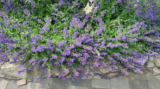 Purple catmint flowers growing in a stone garden border. Blooming perennial plants in a landscaping bed. Nature scene featuring lush blossoms and rocky edging.
