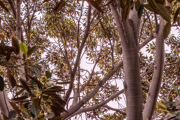 Fototapeta premium Carissa macrocarpa pertenece a la familia Apocynaceae.