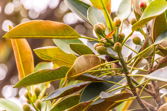 Carissa macrocarpa pertenece a la familia Apocynaceae.